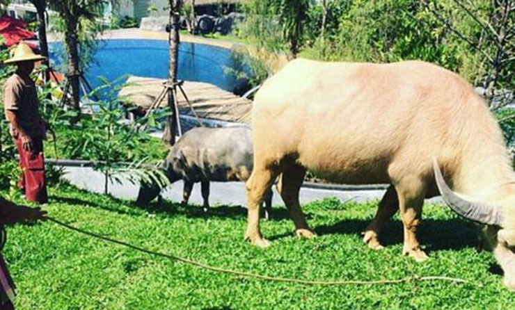 Dos búfalos viven en lujo y ayudan con el césped del lujoso resort animales protegidos resort puket