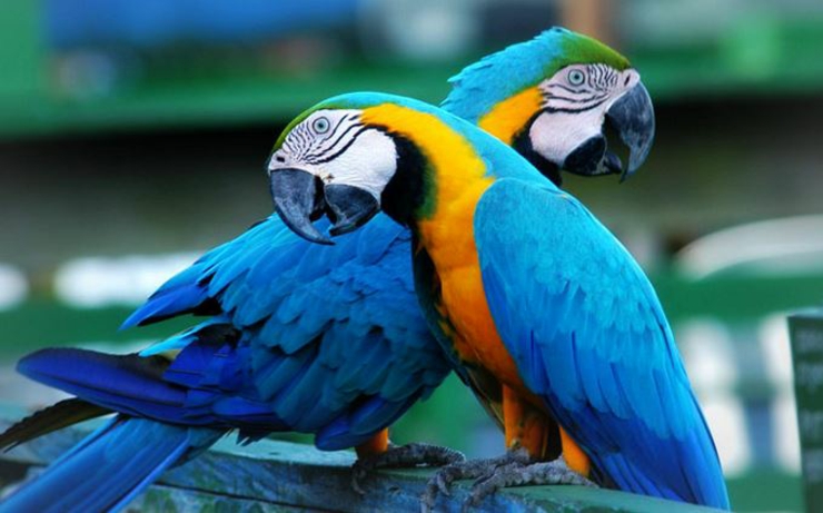 conocer vida amazonia