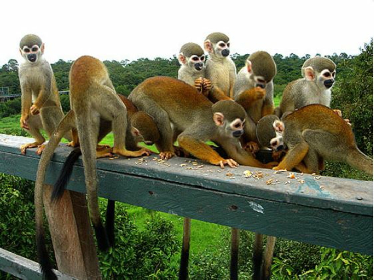 hotel brasil cerca naturaleza silvestre