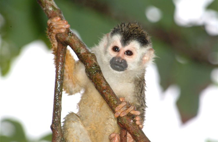 Monos y otros animales salvajes visitan con frecuencia este resort falls resort manuel antonio