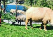 animales protegidos resort puket