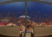 Vistas a la flora y la fauna de las aguas cristalinas del Océano Pacifico abundancia vida oceano pacifico