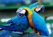 conocer vida amazonia
