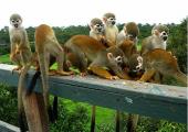 hotel brasil cerca naturaleza silvestre
