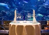 cenar restaurante rodeado especies marinas