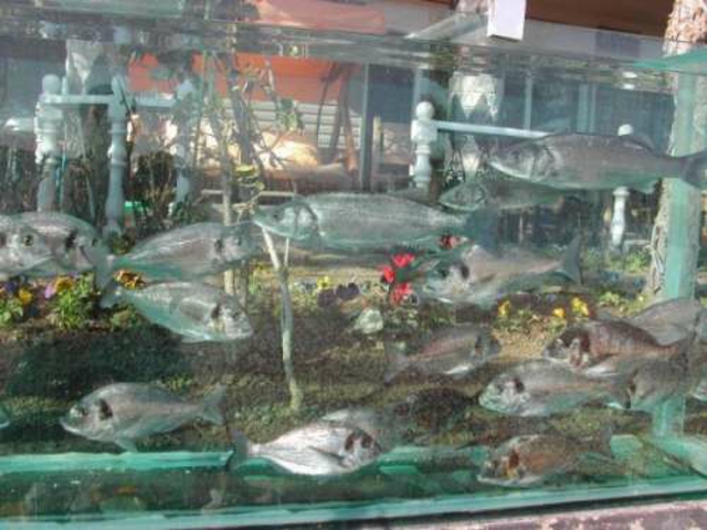 Con esta valla-acuario el dueño se ha llevado un trocito del mar Egeo en su casa trocito mar dentro valla